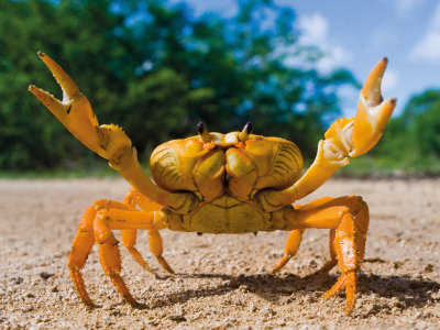 Crazy Crab Visits Trebah This Summer