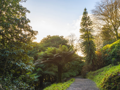 The Wollemi Pine: A Living Fossil