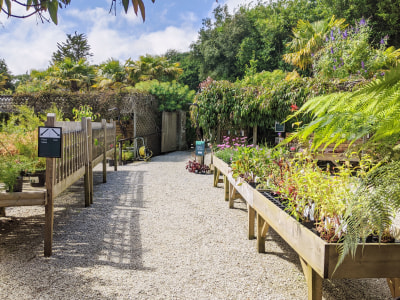 Trebah Plant Centre Is Open!