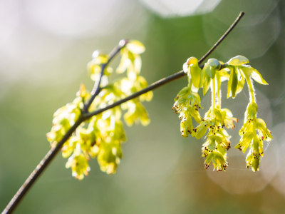 Corylopsis