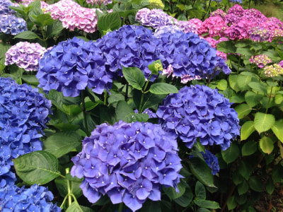 Our Hydrangeas Keep On Blooming!