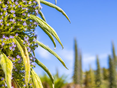 Echium