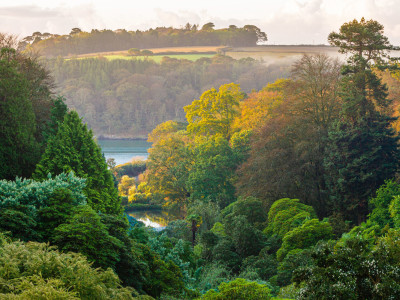 Autumn Colour At Trebah