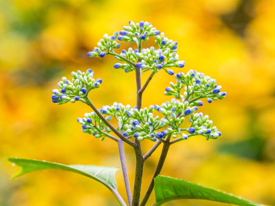 Healing Hydrangea Relative