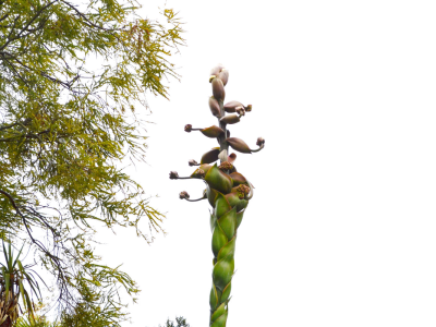 Our Agave Is Blooming!