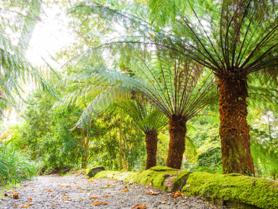 Trebah's Terrific Tree Ferns