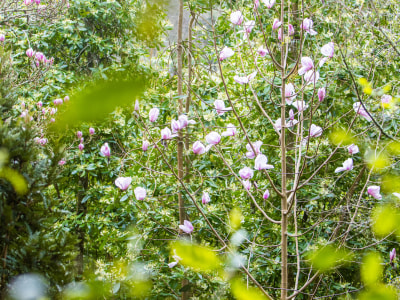 First flowers for a new Magnolia campbellii