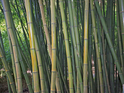 A Beast of a Bamboo