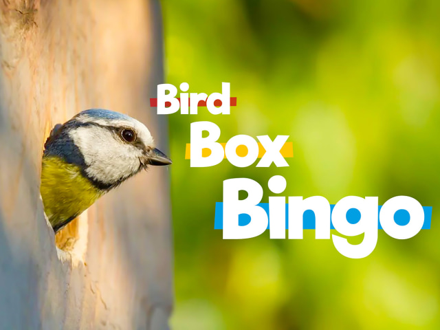 Bird poking its head out of a bird box