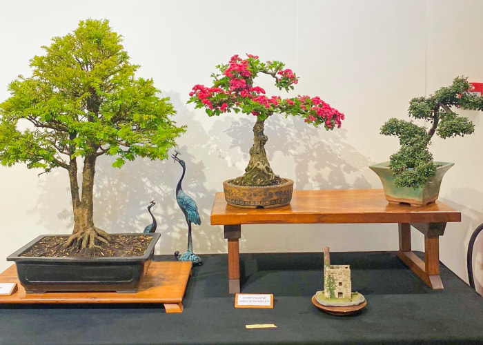 Bonsai Bonanza!