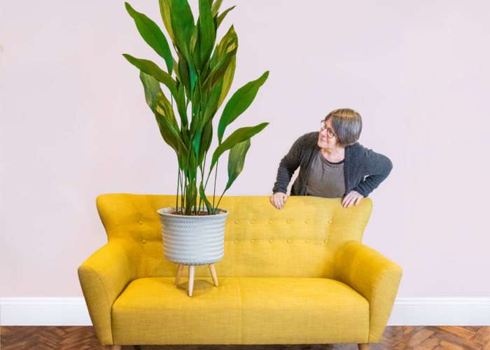 Women leaning over sofa look at large aspidistra houseplant