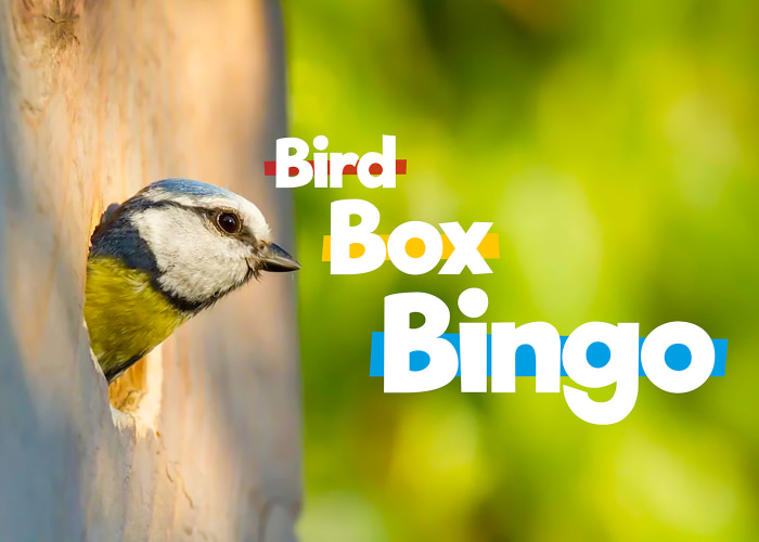 Bird poking its head out of a bird box