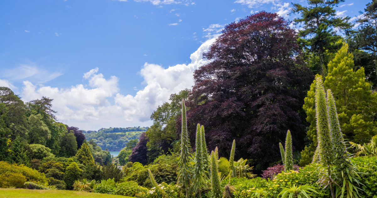 New Bamboo  Trebah Garden Cornwall