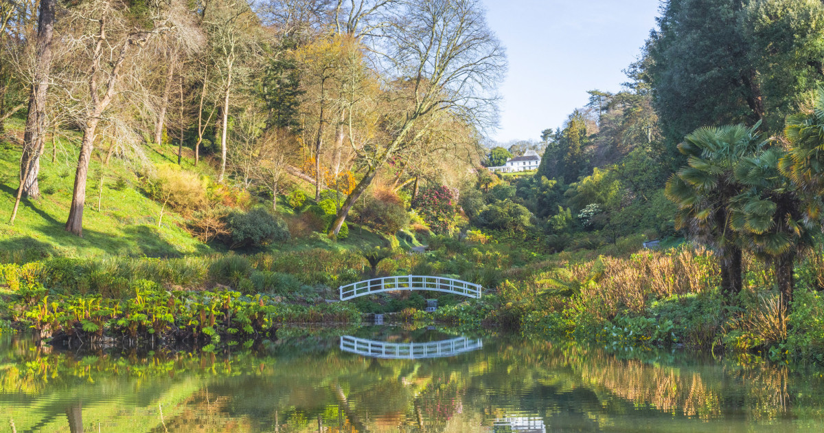 New Bamboo  Trebah Garden Cornwall