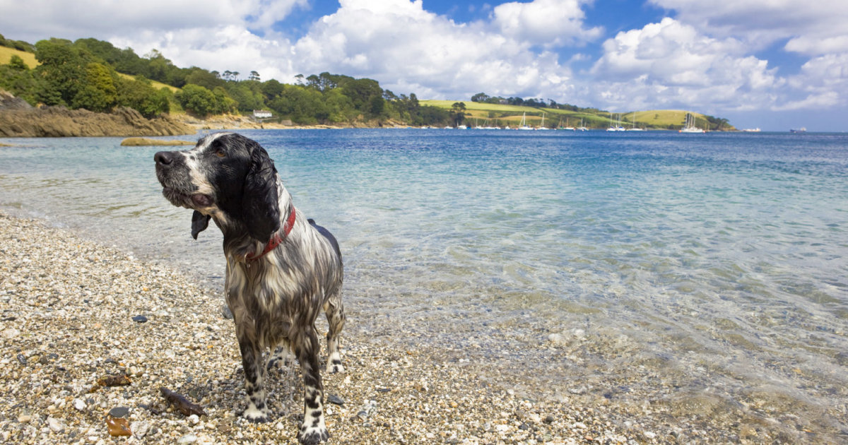 The Best Dog Friendly Beaches In Cornwall | Trebah Garden Cornwall