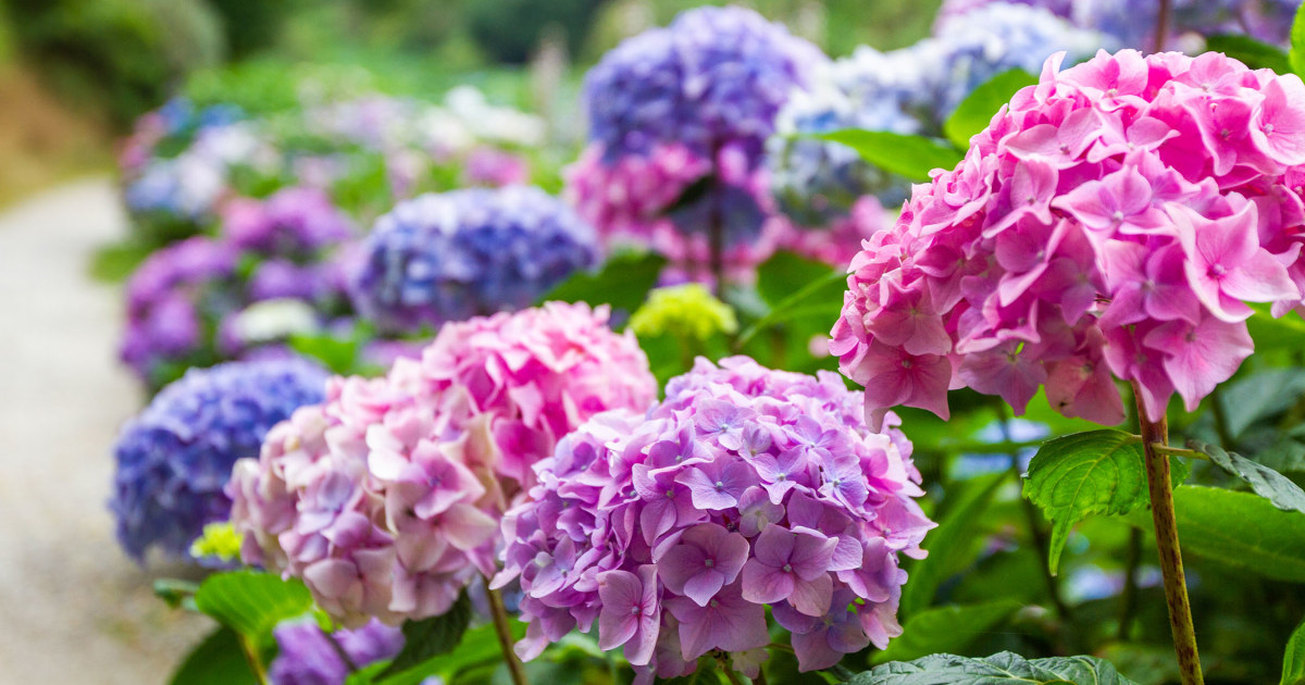 Hydrangea Valley Trebah Garden Cornwall