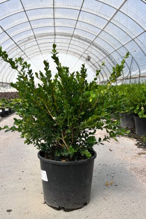 Boxwood, Winter Gem #10 (MS)