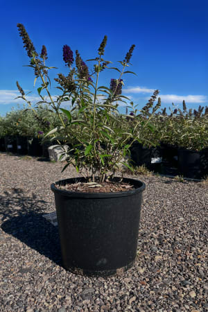 Butterfly Bush, Black Knight #3/#5 (MS)