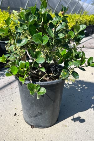 Euonymus, Manhattan #3/#5 (MS)