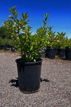 Forsythia, Lynwood Gold #3/#5 (MS)