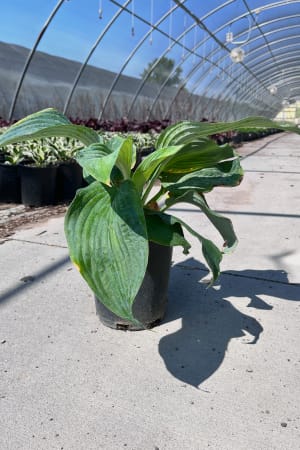 Hosta, Blue Angel #1