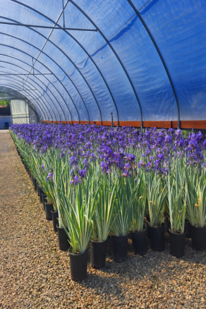 Iris, White Variegated #1