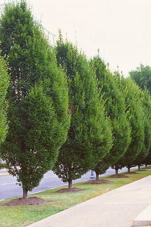 Hornbeam, Pyramidal #15