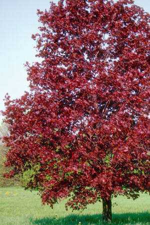 Maple, Royal Red #15