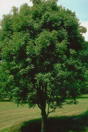 Maple, Paperbark #15
