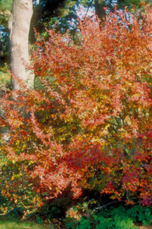 Cotoneaster, Hedge #3/#5 (MS)