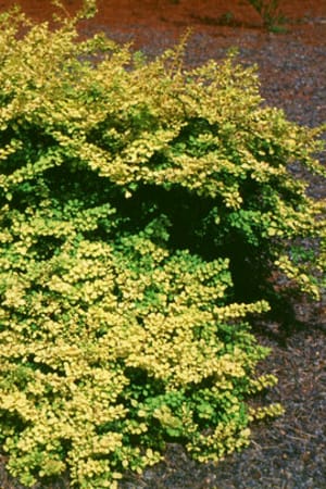 Barberry, Golden Dwarf #3/#5 (MS)