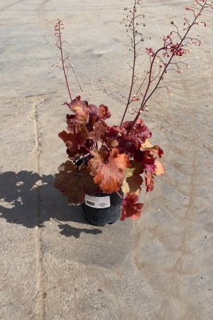 Coral Bells, Fire Alarm #1