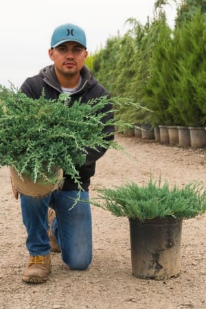 Juniper, Blue Chip #3/#5 (MS)