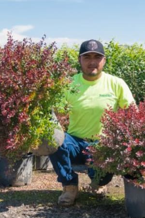 Barberry, Crimson Pygmy #3/#5 (MS)