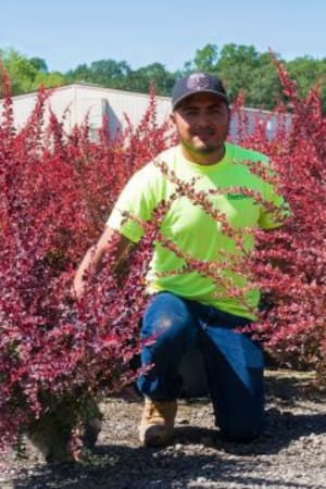 Barberry, Rose Glow #3/#5 (MS)