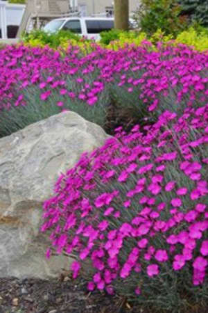 Dianthus, Neon Star #1