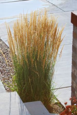 Feather Reed Grass, Karl Foerster #2