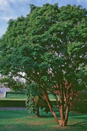Maple, Paperbark 8-10' (MS, B&B)