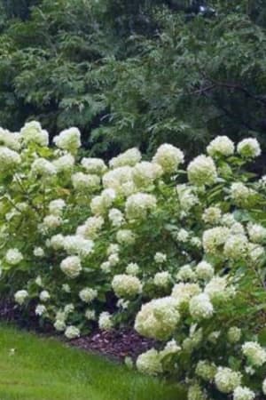 Hydrangea, Little Lime® #3/#5 (MS)