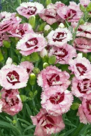 Dianthus, Scent First® Raspberry Surprise #1
