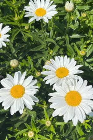 Shasta Daisy, Snowcap #1