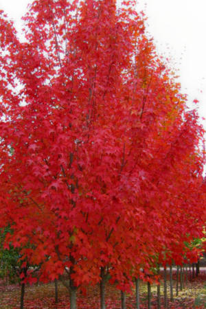 Maple, Highland Park #15