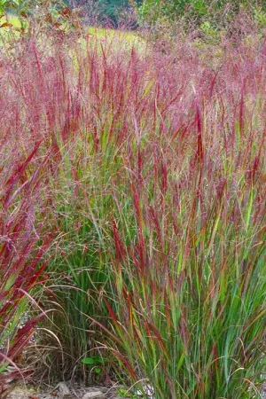 Switchgrass, Shenandoah #1