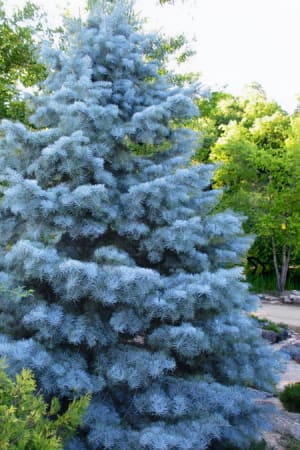 Fir, Blue Cloak White 3'