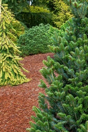 Fir, Pyramidal Silver 5'