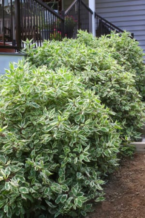 Dogwood, Ivory Halo #1 (MS)