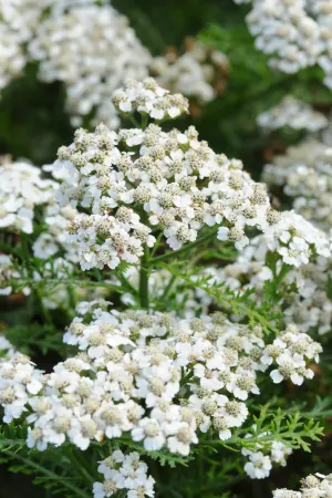 Yarrow, Vintage White #1
