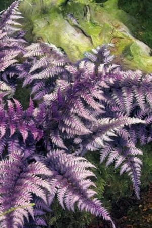 Japanese Painted Fern #1