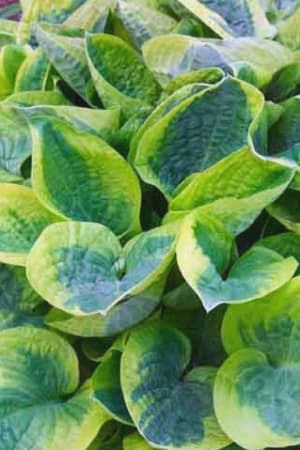 Hosta, Wide Brim #1