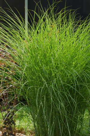 Maiden Grass, Gracillimus #3/#5
